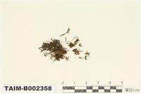 藏品(疣燈苔屬)的圖片